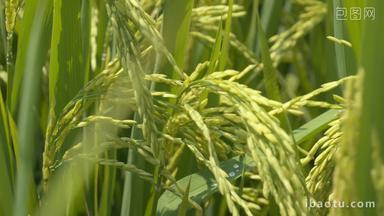 水稻穗成熟随风摇摆五常大米
